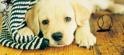 Nintendogs feiert 4 Jahre!
